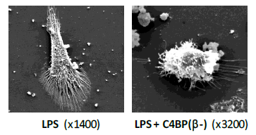 LPS-C4BP