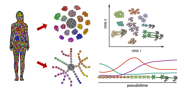 Gene-Regulation-of-Cell-Identity