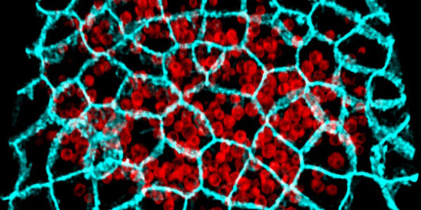 Embryonic-Cell-Bioimaging2