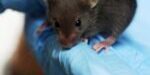 Lab_mouse_mg_3213 (1)