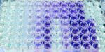 NO039 - P Garcia-Roves_Frontiers - Imatge noti