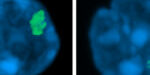 NO18 - Florian_Stem Cell Reports - Image NO18 - Florian_Stem Cell Reports - Image