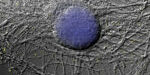NO32 - A Llobet_Comm Bio - Imatge NO32 - A Llobet_Comm Bio - Imatge