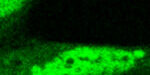 NO74 - Ethel Queralt_Nat Comm - Imatge NO74 - Ethel Queralt_Nat Comm - Imatge