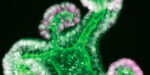 NP14 - J Guiu_Scien Adv - Imatge noti NP14 - J Guiu_Scien Adv - Imatge noti