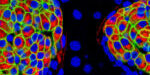 NP29 Rovira_CRG - Imatge NP29 Rovira_CRG - Imatge