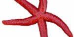 estrella_mar_0