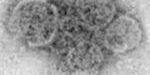 exosomes
