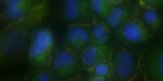 ImageJ=1.48t
unit=micron
