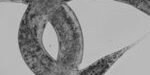 inc_uab_celegans_image1