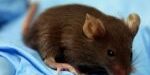 no5_-_pnas_alberto_villanueva_-_image no5_-_pnas_alberto_villanueva_-_image