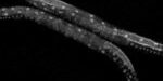 np4_gusanos_avatar_jceron_hummolgen_-_image3b np4_gusanos_avatar_jceron_hummolgen_-_image3b