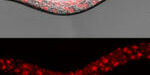 ImageJ=1.52p
unit=micron ImageJ=1.52p
unit=micron