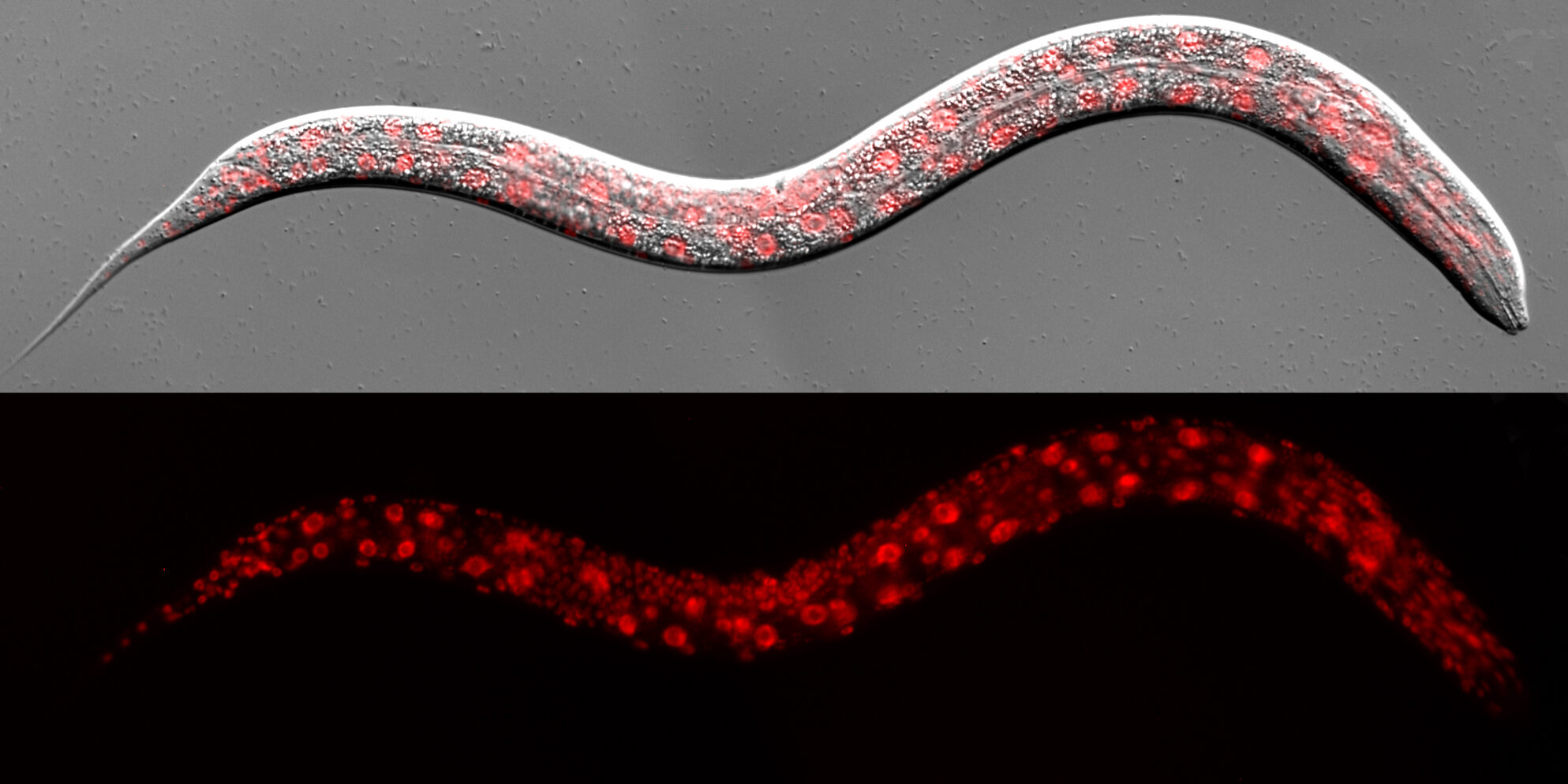 ImageJ=1.52p
unit=micron