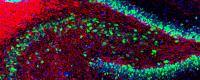 rat_hippocampus_stained_with_antibody_to_neun_green_myelin_basic_protein_red_and_dna_blue