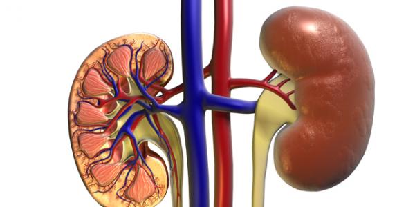kidney-structure