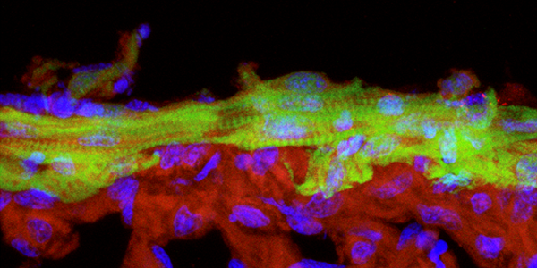 Stem-Cell-Potency