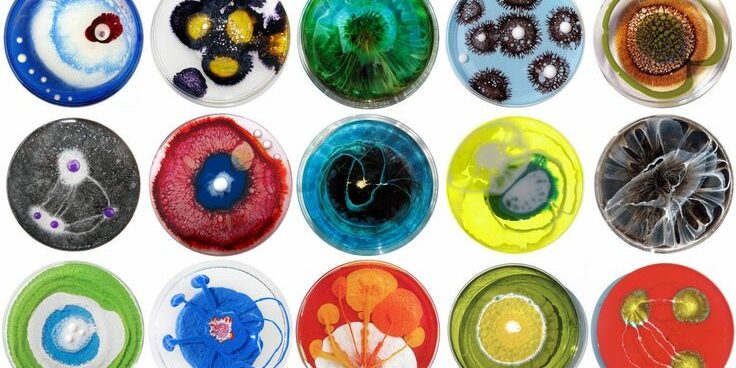 petri-dishes