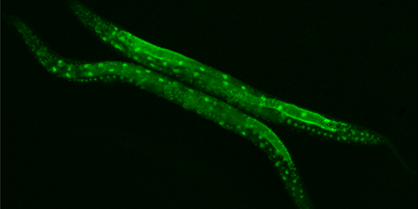 Modeling-human-diseases-in-C-elegans2