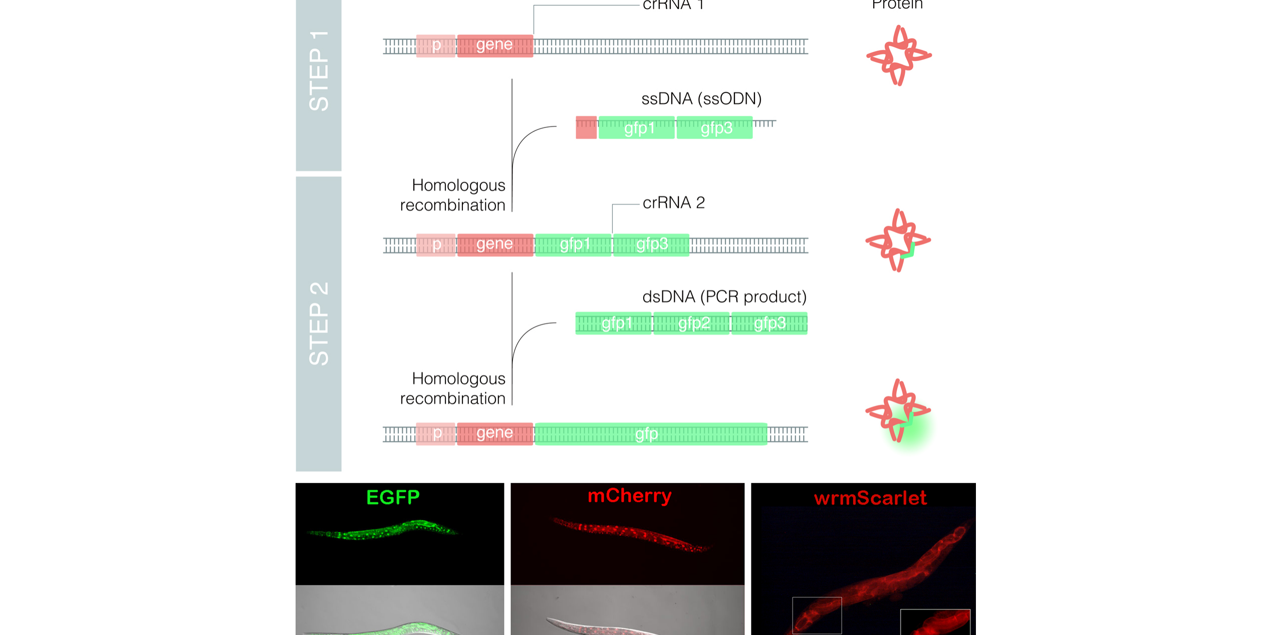 recurso_nested_crispr